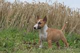 BULL TERRIER MINIATURE 031